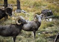 Rocky Mountain Bighorn Sheep Rams Royalty Free Stock Photo